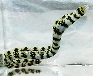 Snowflake Moray Eel