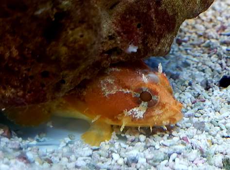 Caribbean Orange Gulf Toadfish