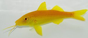 Yellow Goatfish