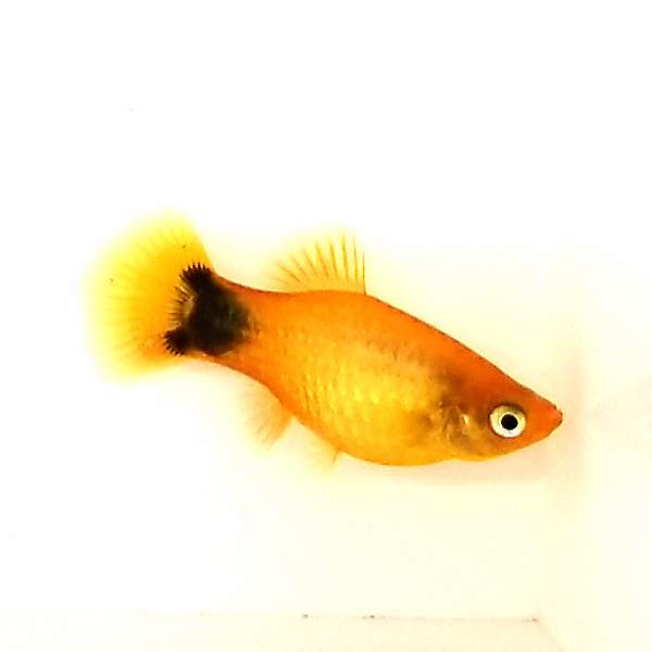 Mickey Mouse Platy
