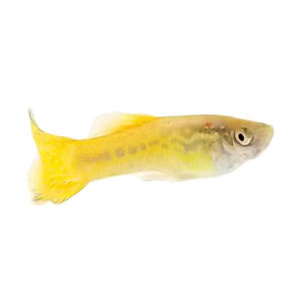 Gold Cobra Fancy Guppy Male