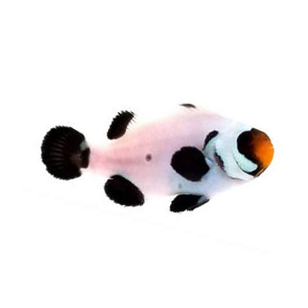 Clownfish Black Wyoming White