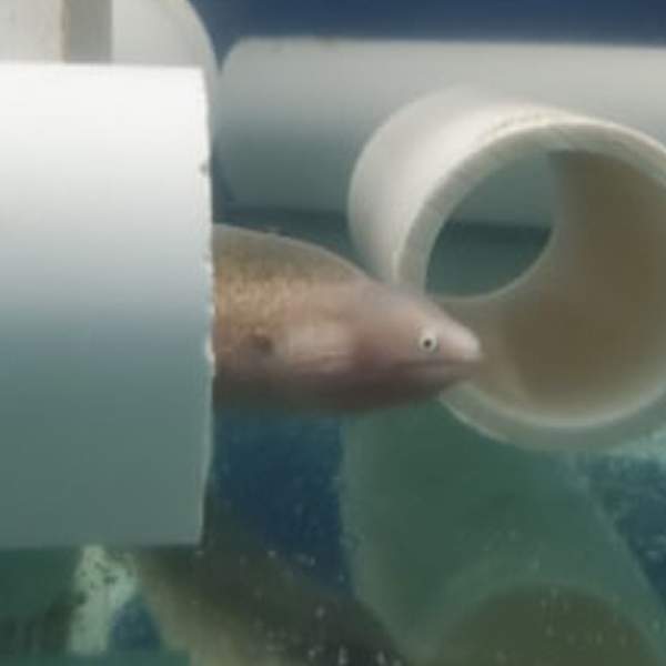 White-Eyed Moray Eel (8- 13)