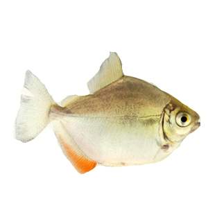 Silver Dollar 1 Cute (6-Pack)