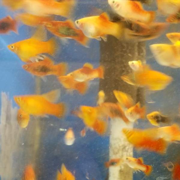 Platy Mix