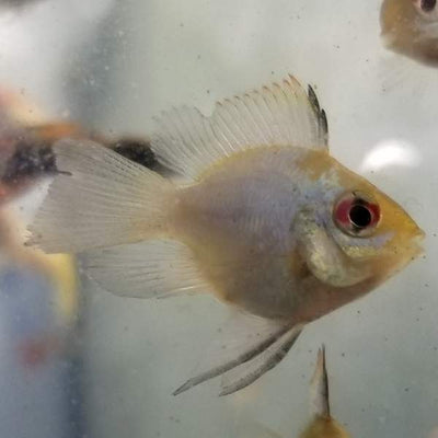 Balloon Blue Ram Cichlid