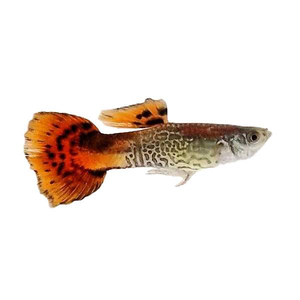 Red Cobra Guppy Male