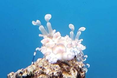 Harlequin Shrimp