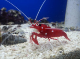 Blood Red Fire Shrimp