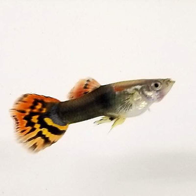 Red Dumbo Guppy Male