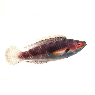 Katherines Fairy Wrasse