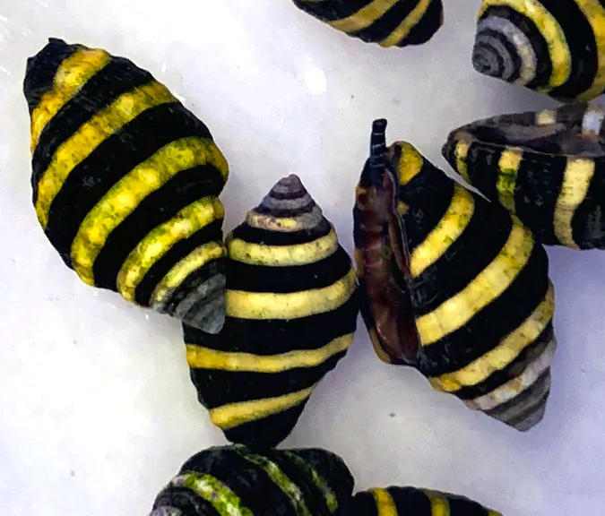Bumble Bee Snail