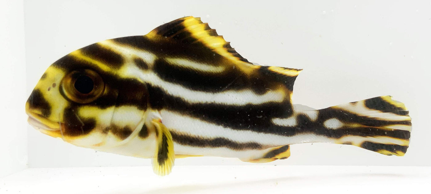 Yellow Lined Sweetlips 4.5-5.5