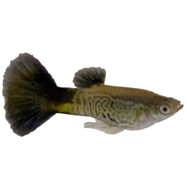 Black Cobra Guppy Male