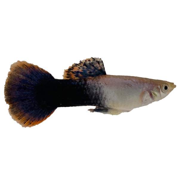 Half Black Guppy Male