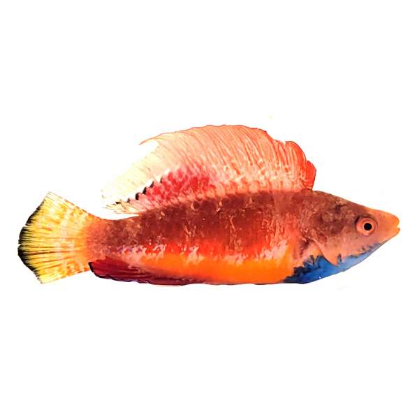 Blue Throat Fairy Wrasse