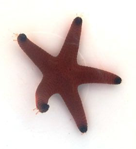 Red/Orange Fromia Starfish