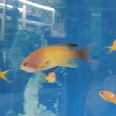 Lyretail Anthias