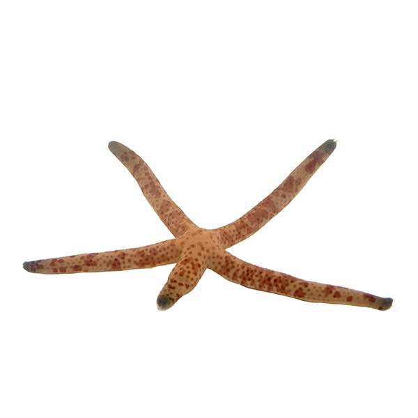 Dalmation Sea Starfish