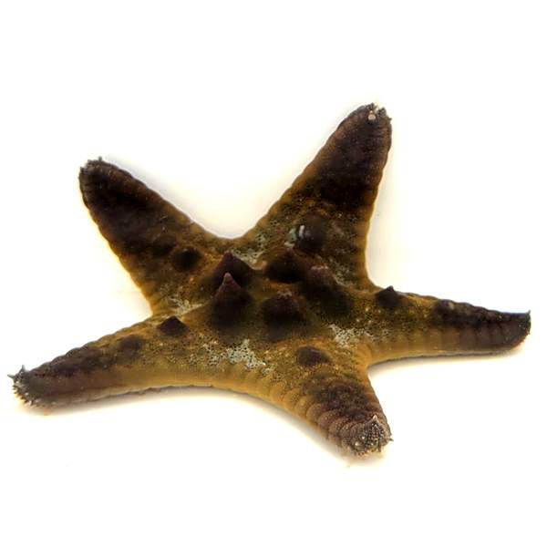 Chocolate Chip Starfish
