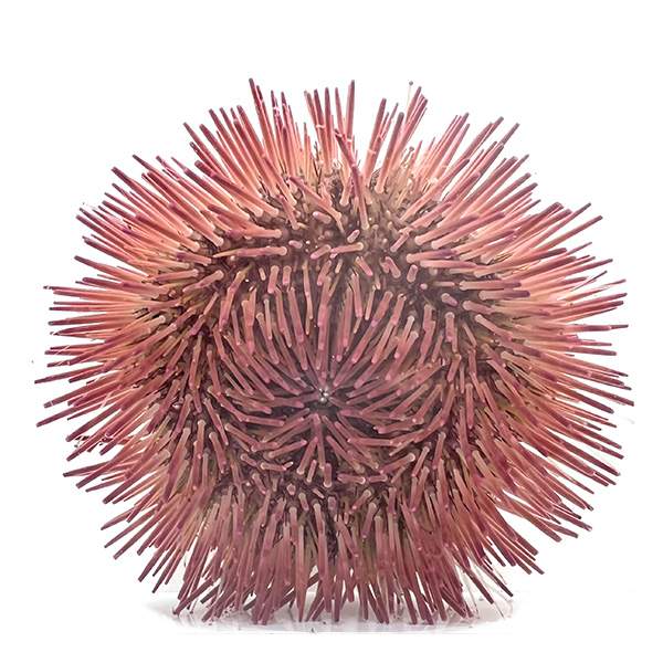 Purple Short Spine Pincushion Urchin