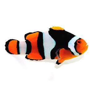 Clownfish True Percula Extra Black