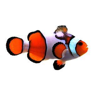Clownfish Fancy White Smudgy
