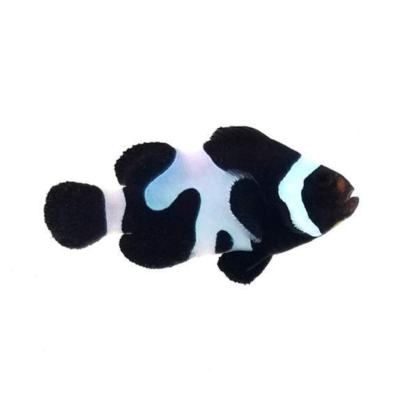 Clownfish Black DaVinci Smudgy