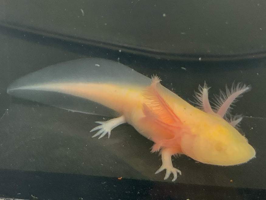 Albino Axolotl