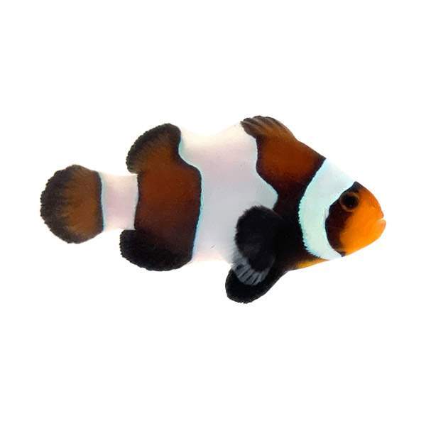Clownfish Wide-bar Choco