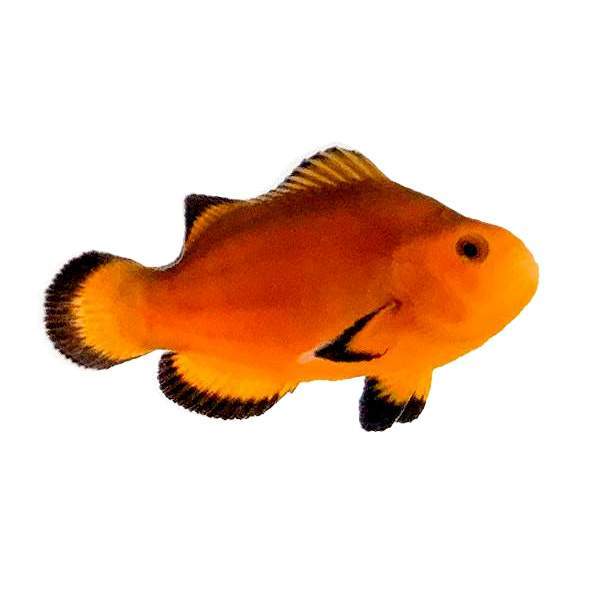 Clownfish Naked Mochaccino