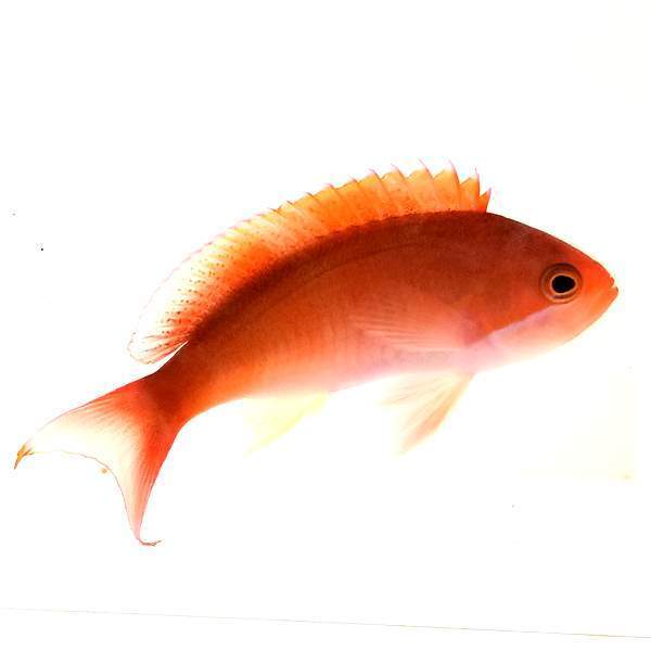 African Redbar Anthias Male