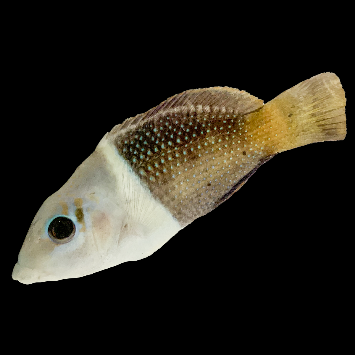 Half-and-Half Wrasse