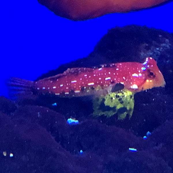 Ruby Red Dragonet