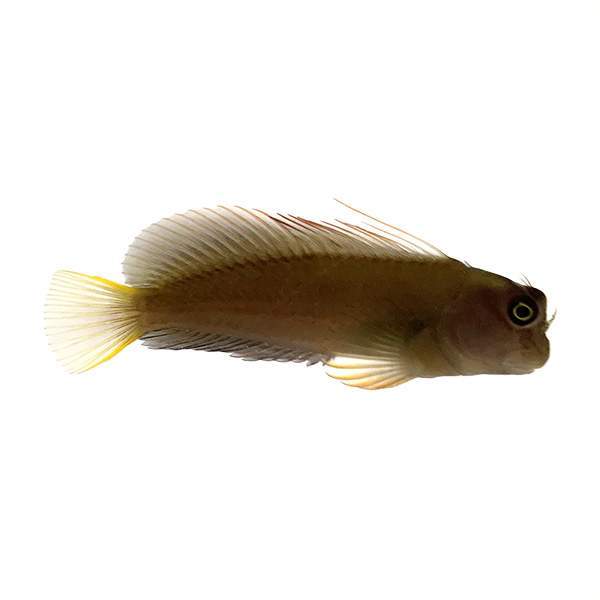 Chestnut Blenny