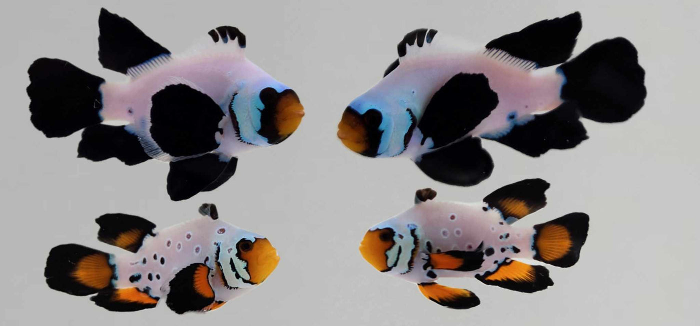 Clownfish Bonded Pair Absolute Zero/Subzero Roundtail Longfin