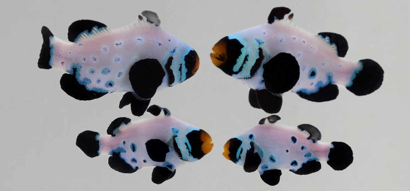 Clownfish Bonded Pair Absolute Zero