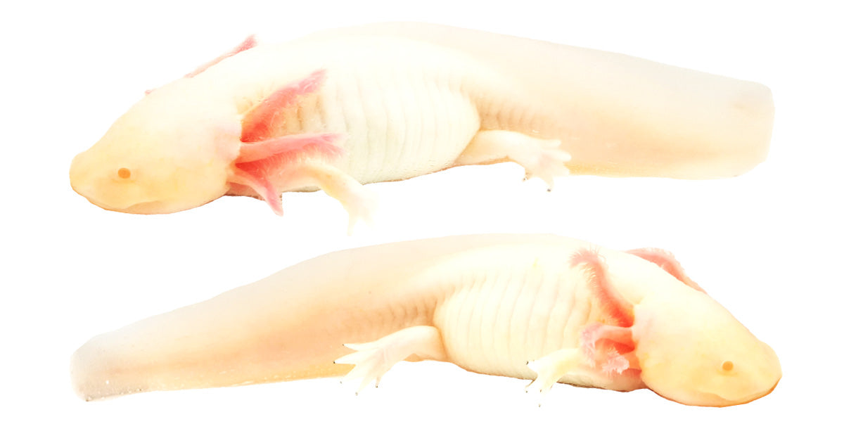 Albino Axolotl