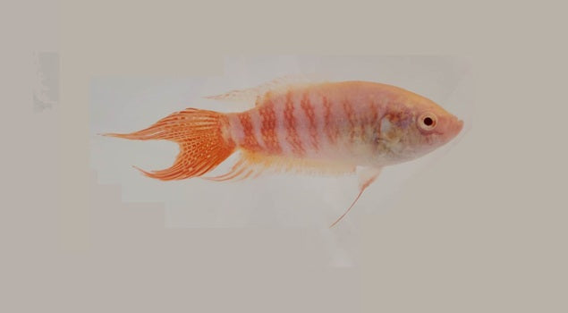 Albino Paradise Fish