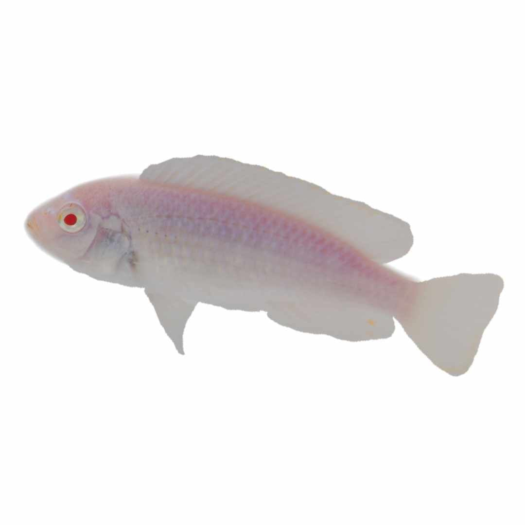 Albino Socolofi Mbuna Cichlid