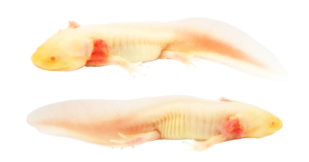 Albino Axolotl