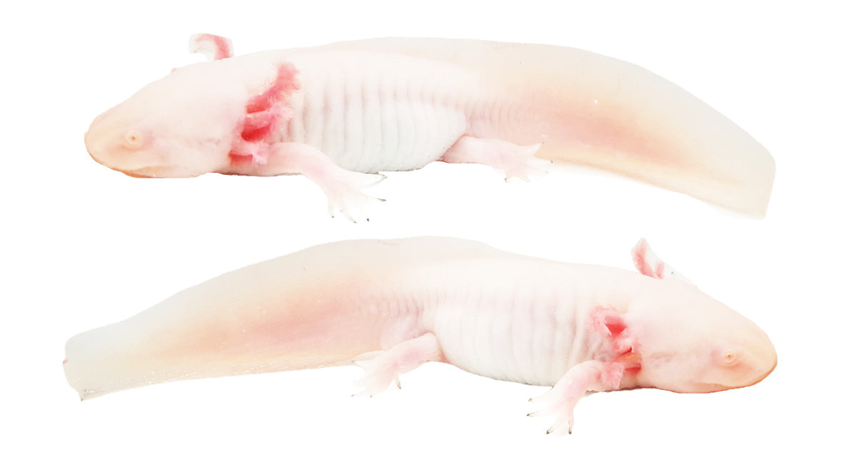 Albino Axolotl