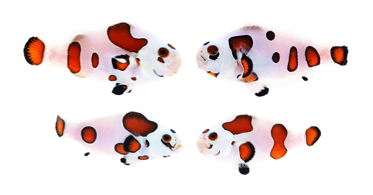 Clownfish Bonded Pair Super Storm