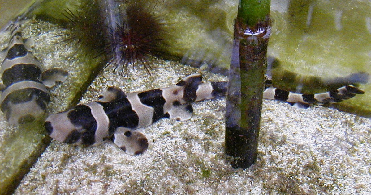 Banded Catshark