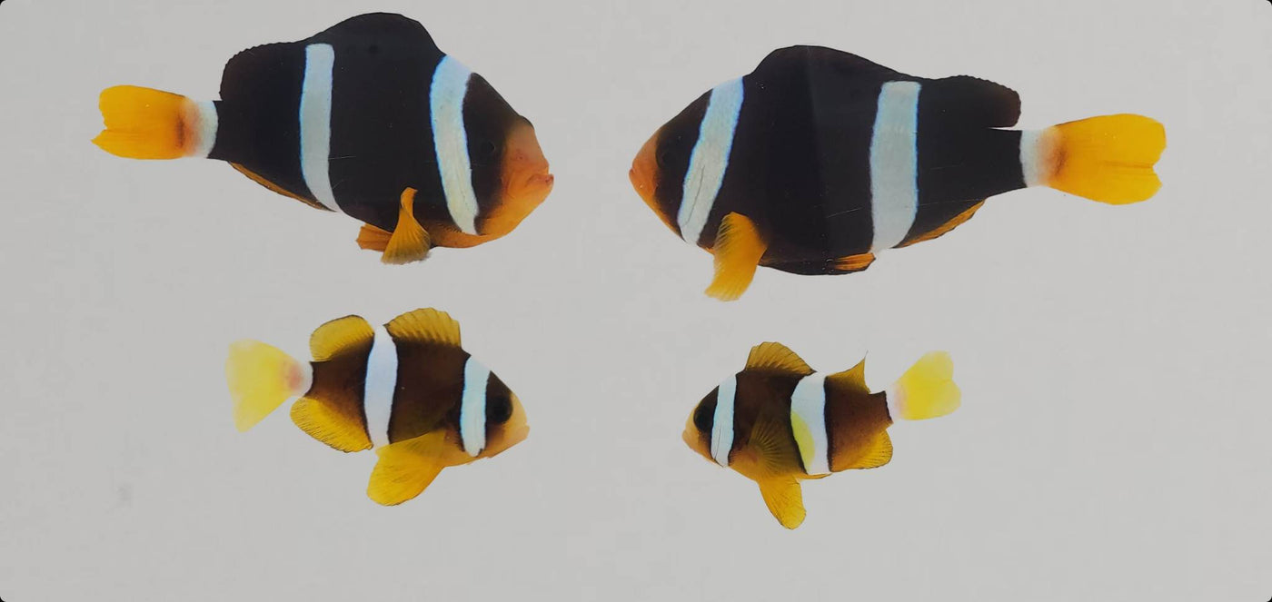 Clownfish Bonded Pair Black Clarkii/Clarkii