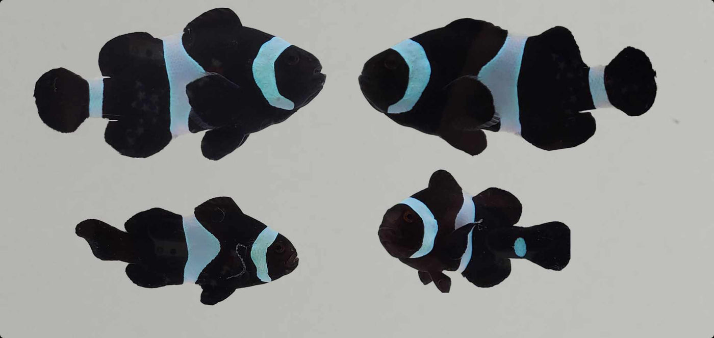 Clownfish Bonded Pair Black (Darwin)