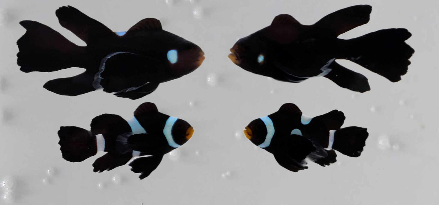 Clownfish Bonded Pair Black Domino/Darwin Roundtail Longfin