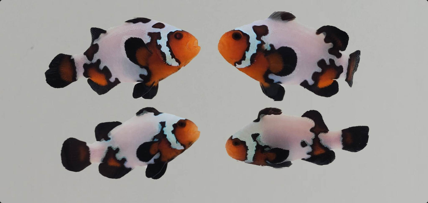 Clownfish Bonded Pair Black Ice Extreme