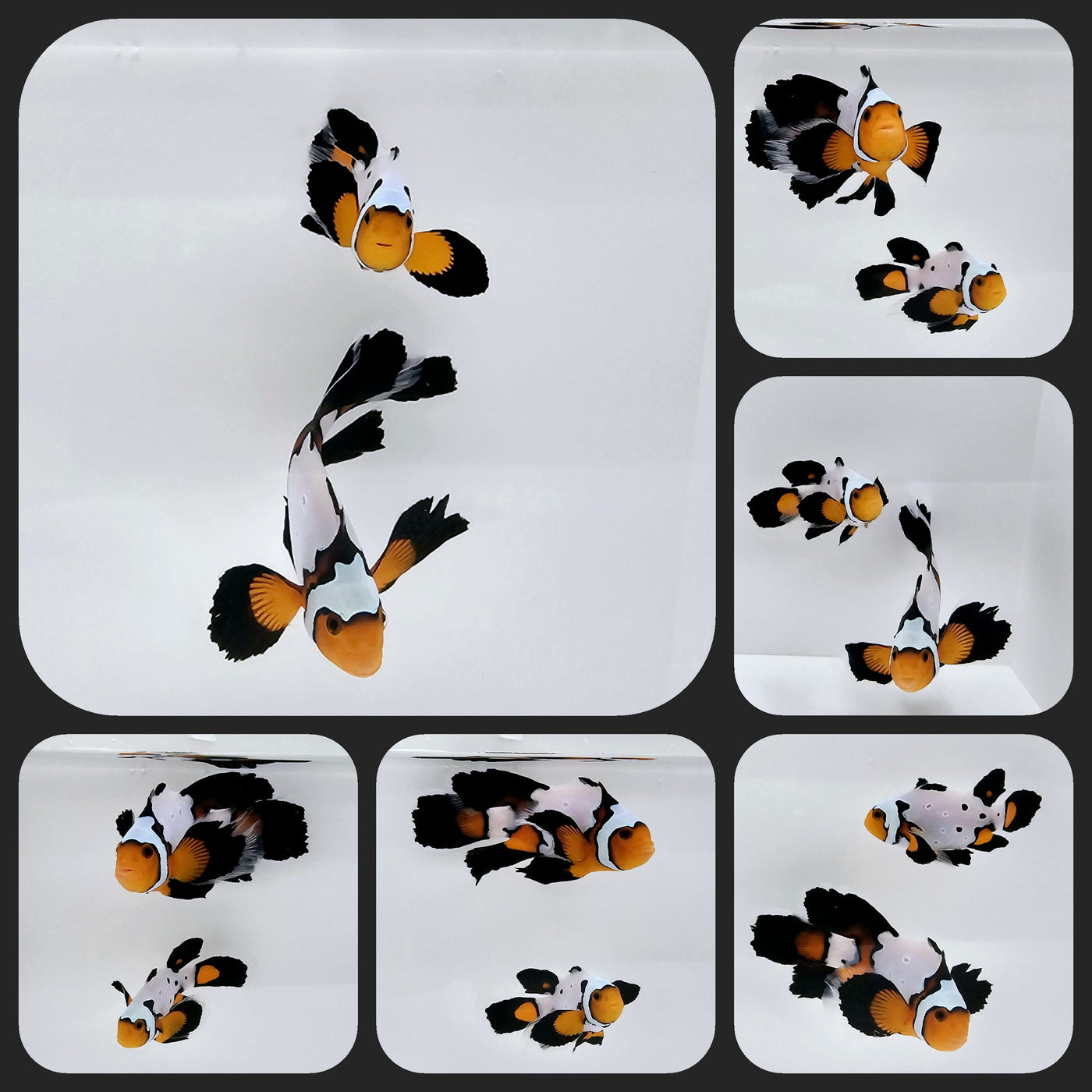 Clownfish Bonded Pair Black Ice Roundtail Longfin
