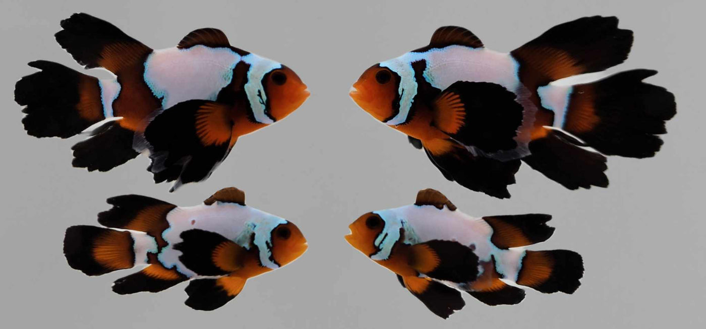Clownfish Bonded Pair Black Ice Roundtail Longfin